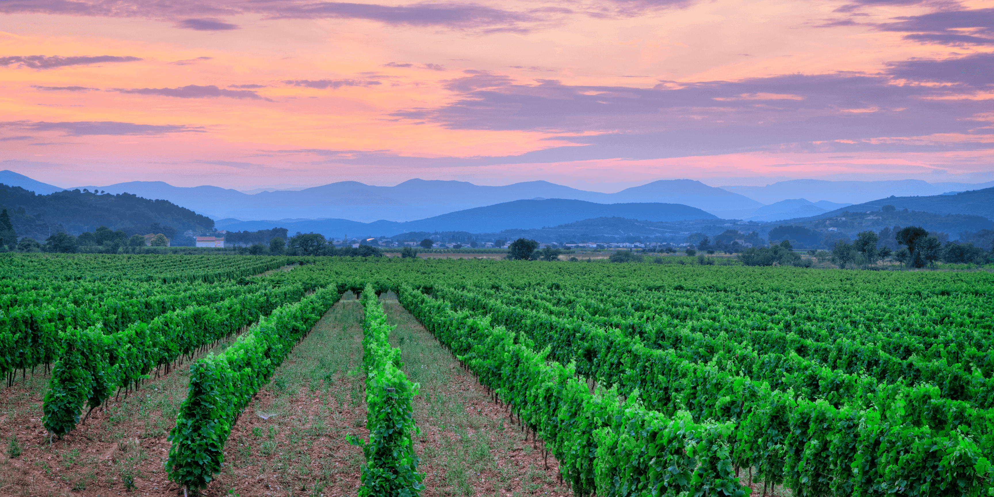 Les vignes et les Pyrénées