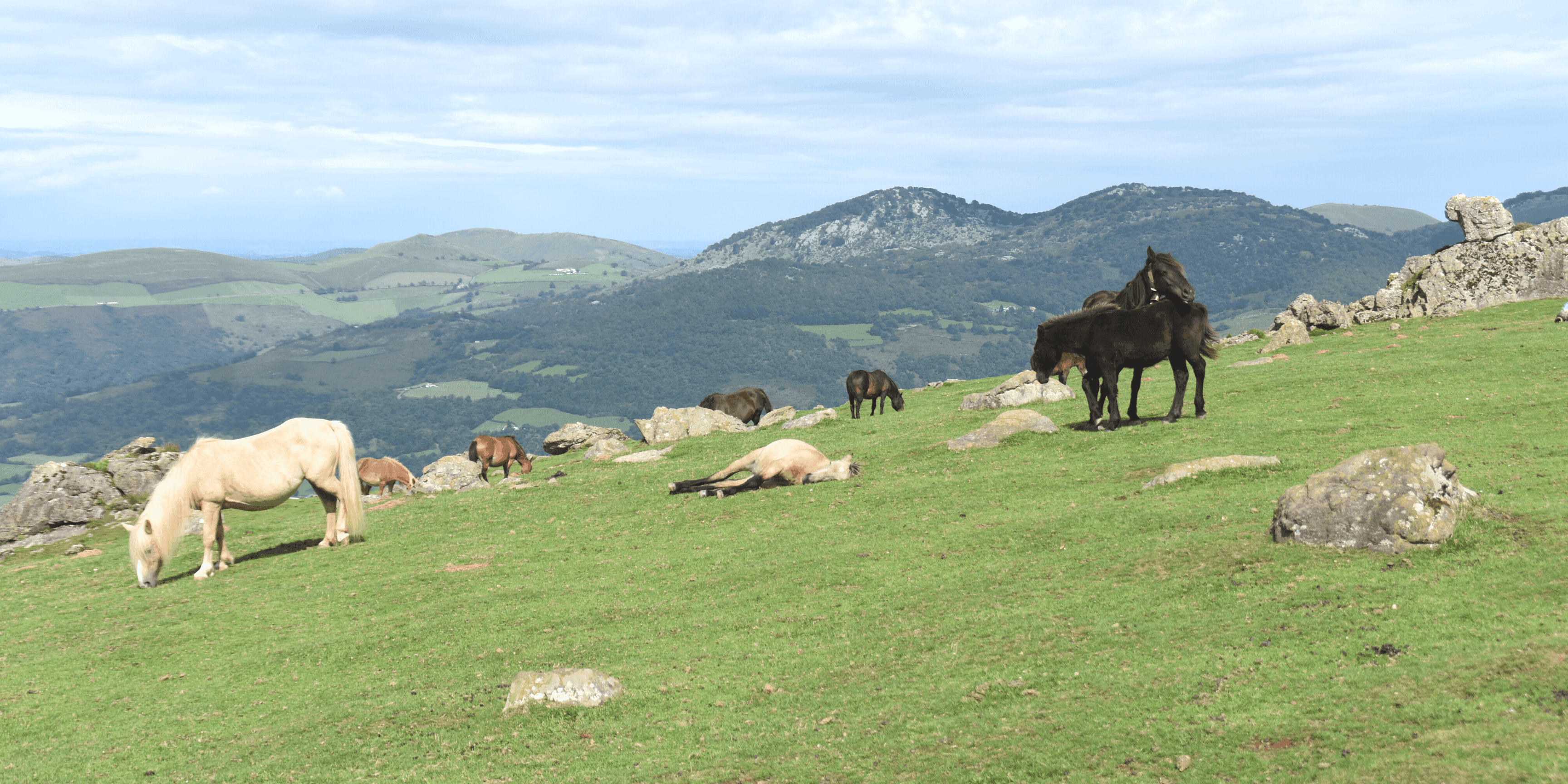 Les pottoks, ces petits chevaux sauvages typiques du Pays Basque.