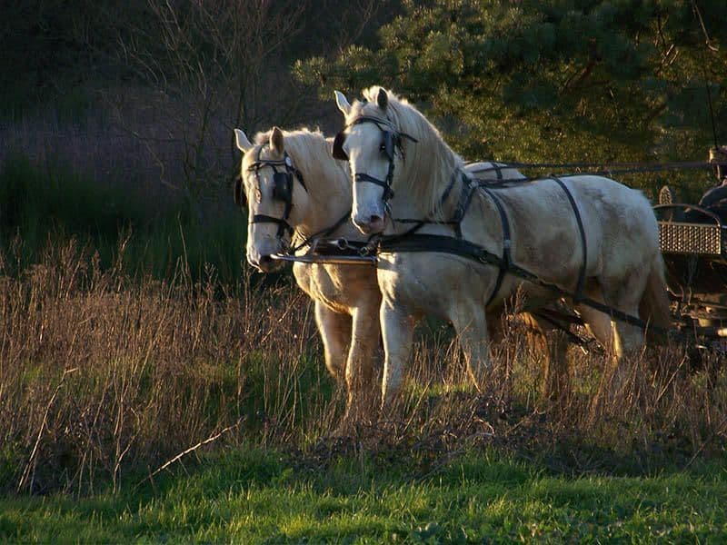 © Les percherons de l’Absoudière 