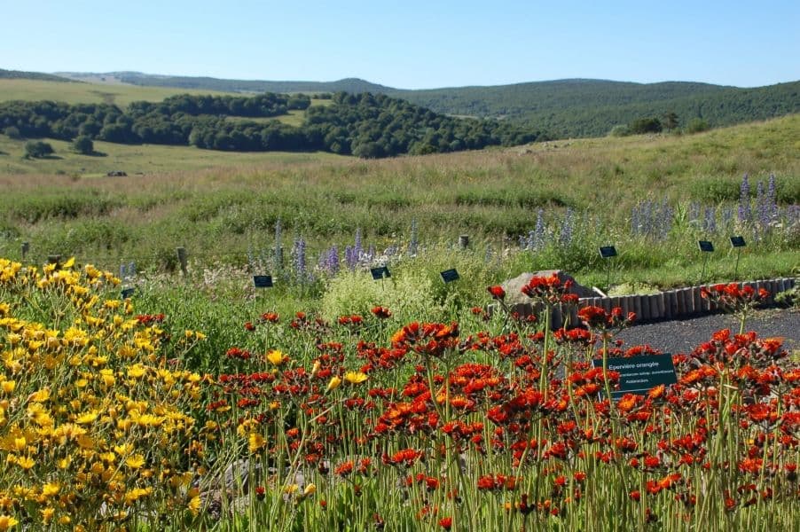 Une virée au jardin botanique permet de découvrir les plantes endémiques de l'Aubrac. ©OT Aubrac