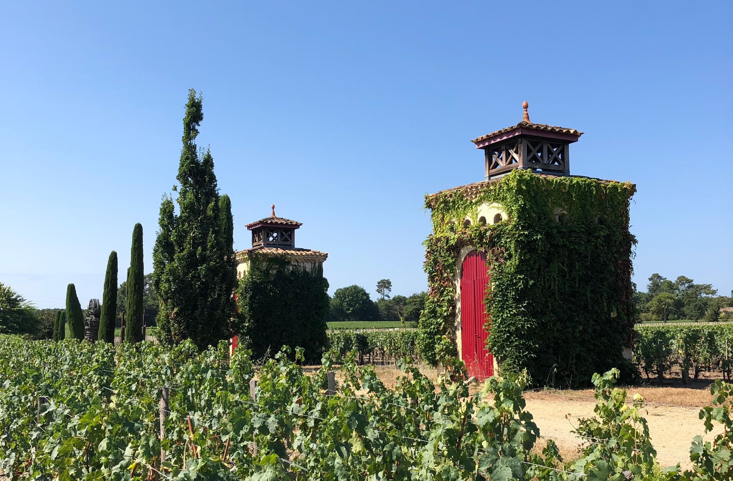 Les vignes du Château Smith Haut Lafitte.